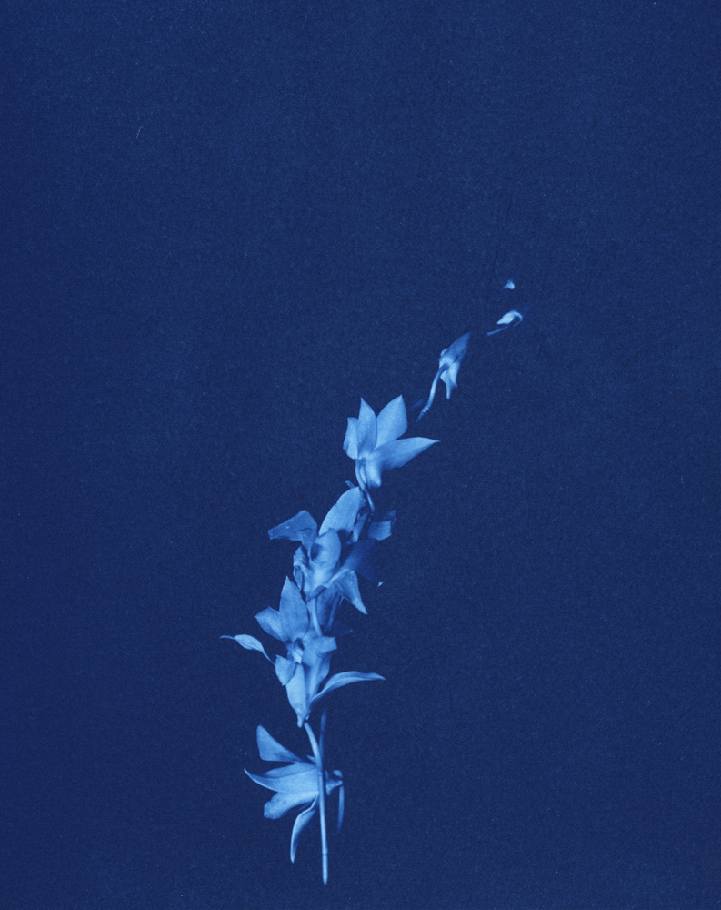 Orchid X-Ray, 2021   Cyanotype
