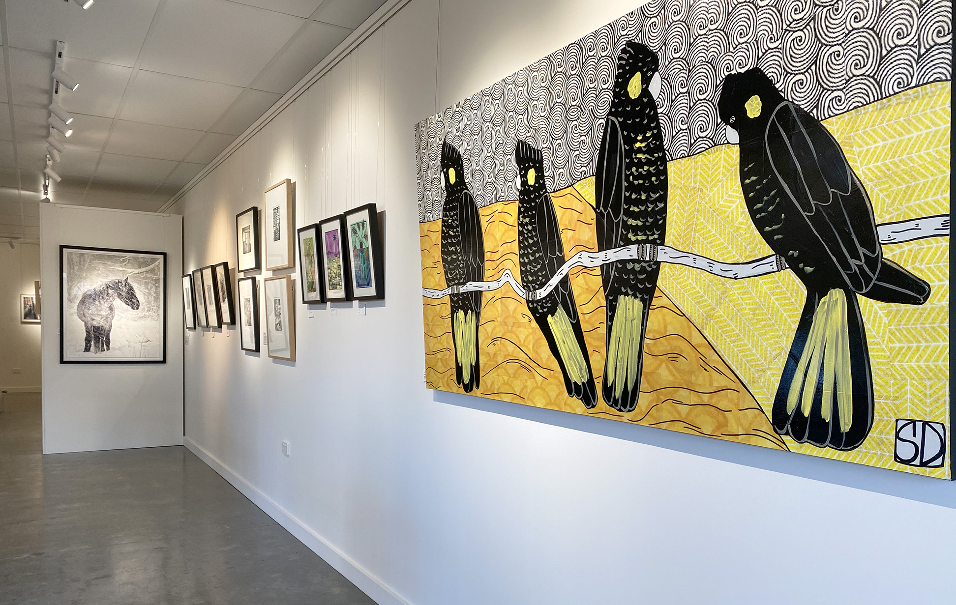 ©Sally Dunbar_ BlackCockatoos ©Sally Dunbar_ BlackCockatoos