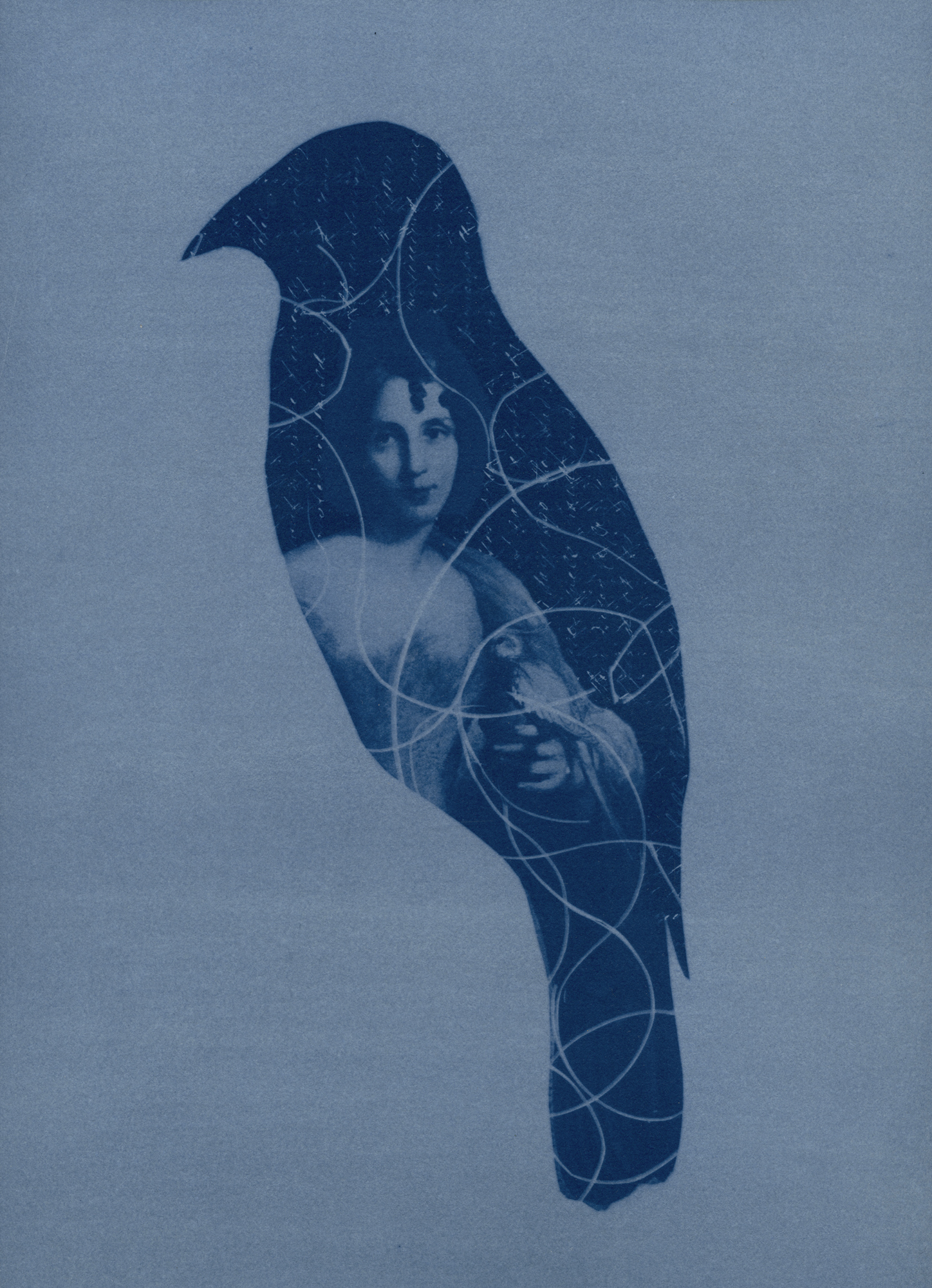 'Eliza Gould and the Satin Bowerbird', 2021 Unique State Cyanotype, $490, framed