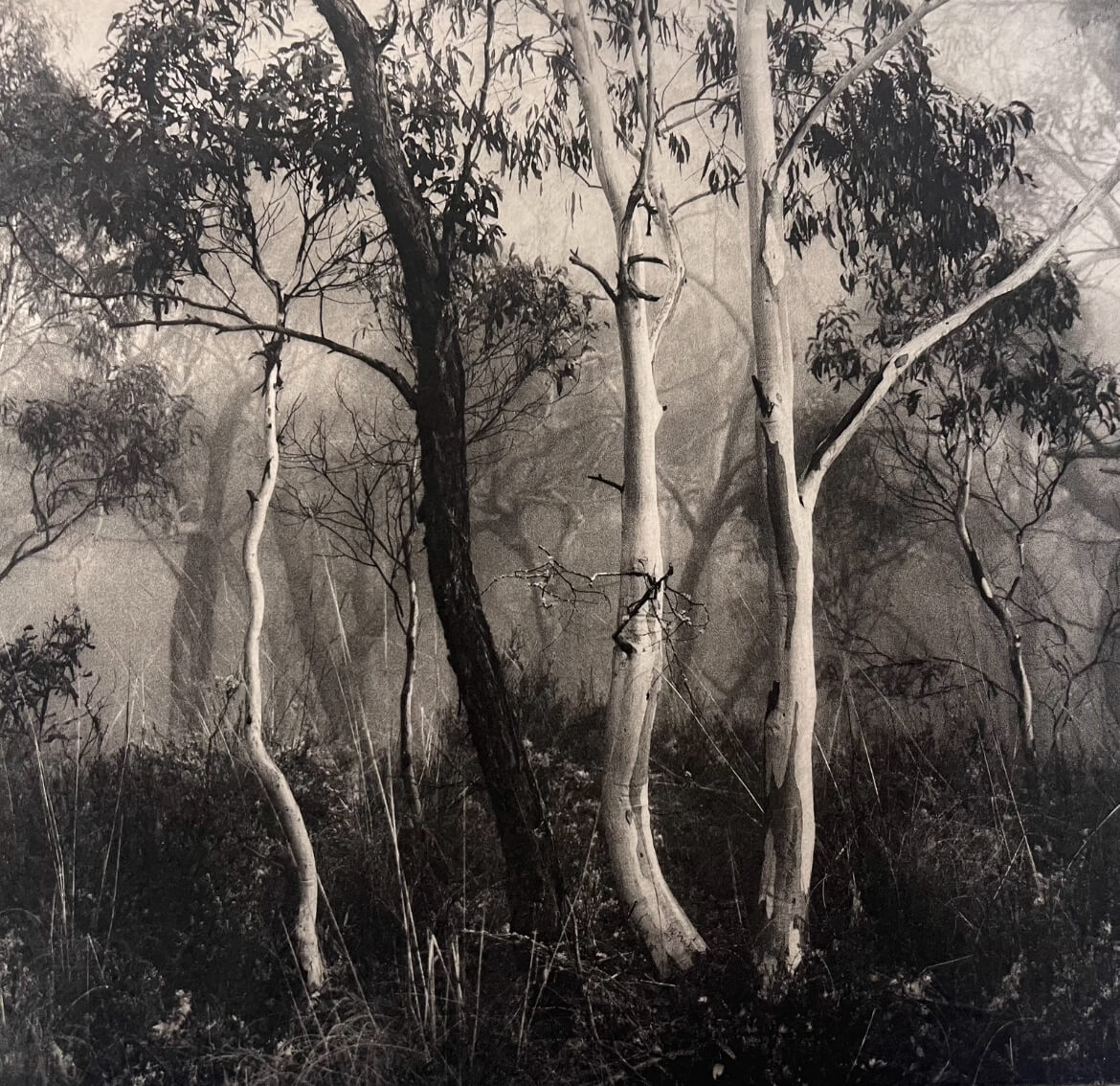 trees(1) trees(1)